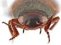 Hydroporus axillaris - photo 4
