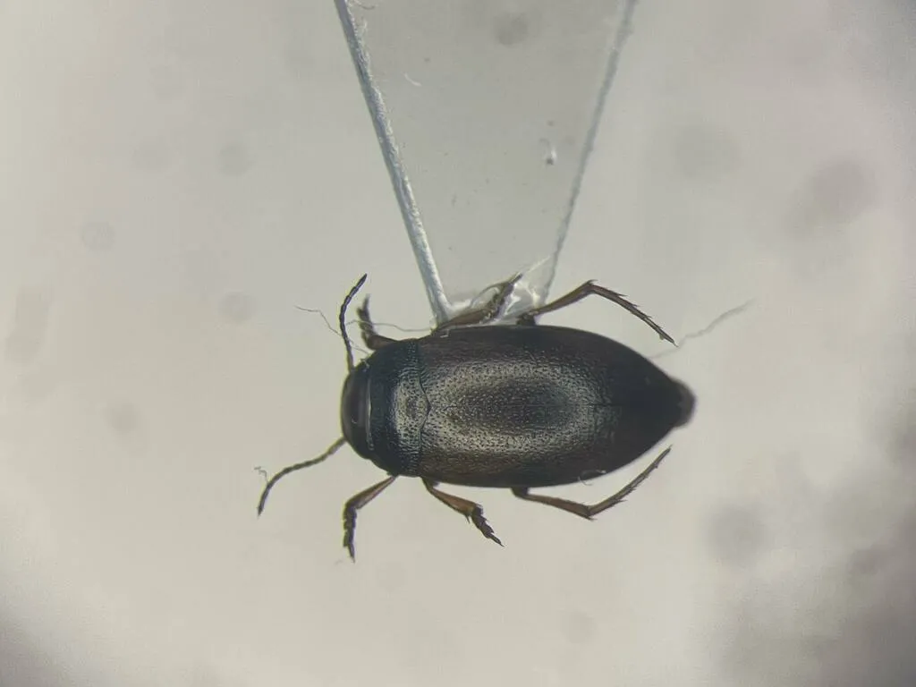 Hydroporus badiellus - photo 2