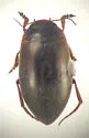Hydroporus columbianus