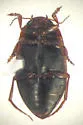 Hydroporus columbianus - photo 2