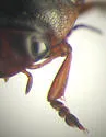 Hydroporus columbianus - photo 4