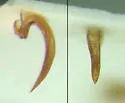 Hydroporus dentellus - photo 2