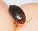Hydroporus dentellus - photo 3