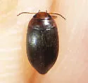 Hydroporus dentellus - photo 4