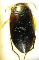 Hydroporus despectus
