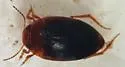 Hydroporus dichrous