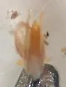 Hydroporus dichrous - photo 2