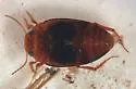 Hydroporus dichrous - photo 3