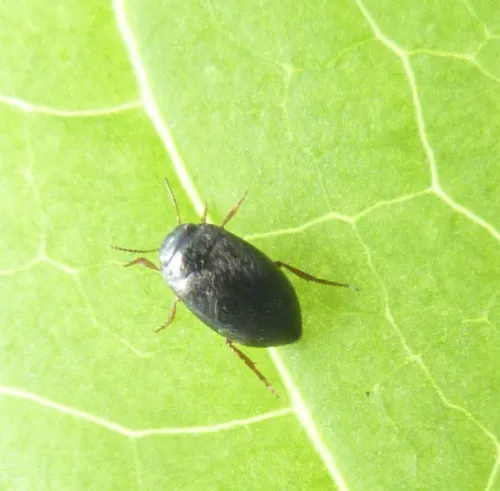 Hydroporus discretus