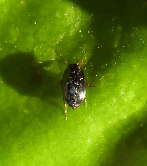Hydroporus discretus - photo 2
