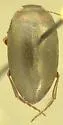 Hydroporus fortis