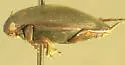 Hydroporus fortis - photo 2