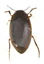 Hydroporus fortis - photo 3