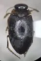 Hydroporus fortis - photo 4
