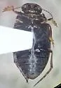 Hydroporus fortis - photo 5