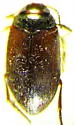 Hydroporus fuscipennis