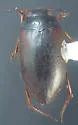 Hydroporus gossei