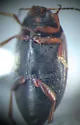 Hydroporus gossei - photo 2