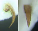 Hydroporus gossei - photo 5