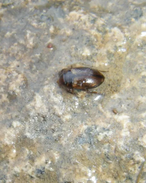 Hydroporus incognitus