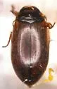 Hydroporus lapponum