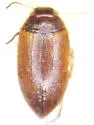 Hydroporus larsoni