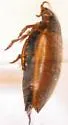 Hydroporus larsoni - photo 2