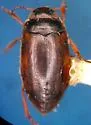 Hydroporus longiusculus - Hydroporus longiusculus