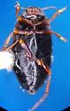 Hydroporus longiusculus - photo 3