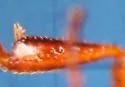 Hydroporus longiusculus - photo 4