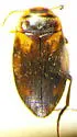 Hydroporus mannerheimi