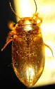 Hydroporus mannerheimi - photo 2