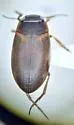 Hydroporus mannerheimi - photo 3