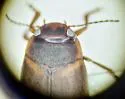 Hydroporus mannerheimi - photo 4
