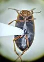 Hydroporus mannerheimi - photo 5