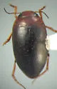 Hydroporus melsheimeri - photo 2