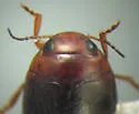 Hydroporus melsheimeri - photo 3