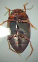 Hydroporus melsheimeri - photo 4