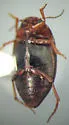 Hydroporus melsheimeri - photo 5