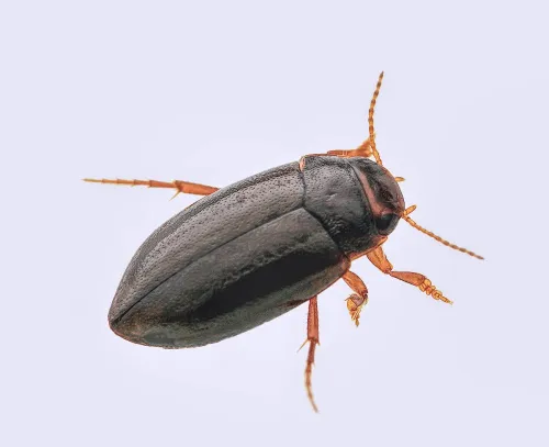 Hydroporus memnonius - Hydroporus memnonius