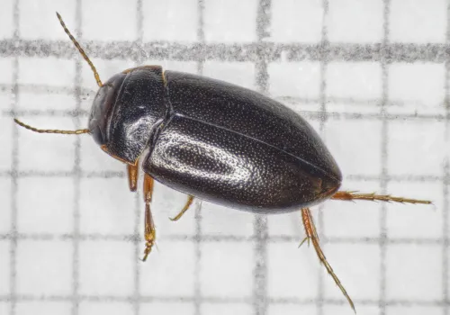 Hydroporus memnonius - photo 2