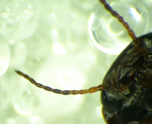 Hydroporus memnonius - photo 3