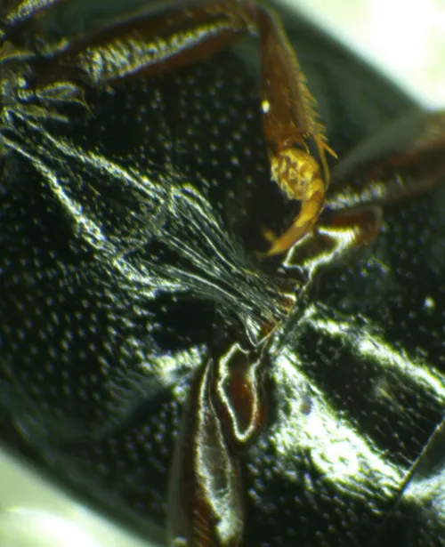 Hydroporus memnonius - photo 4