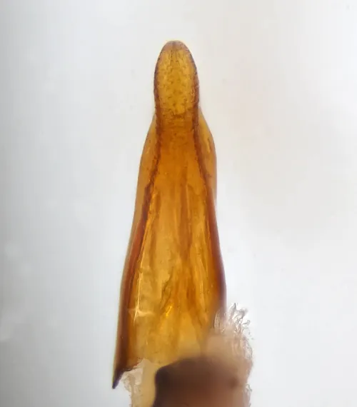 Hydroporus memnonius - photo 5