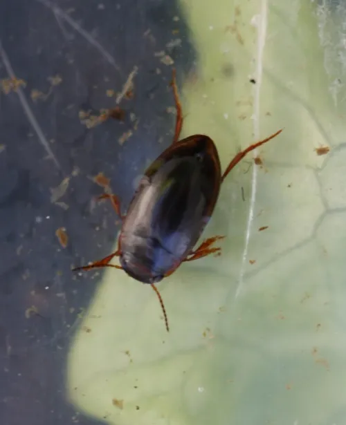 Hydroporus memnonius - photo 6