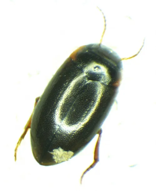 Hydroporus memnonius - photo 7