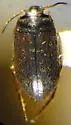 Hydroporus morio