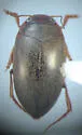 Hydroporus niger