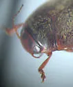 Hydroporus niger - photo 2