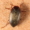 Hydroporus niger - photo 4